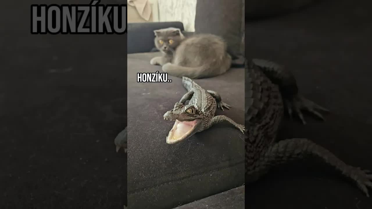 Nový kamarád: Dinosaurus nebo pes?