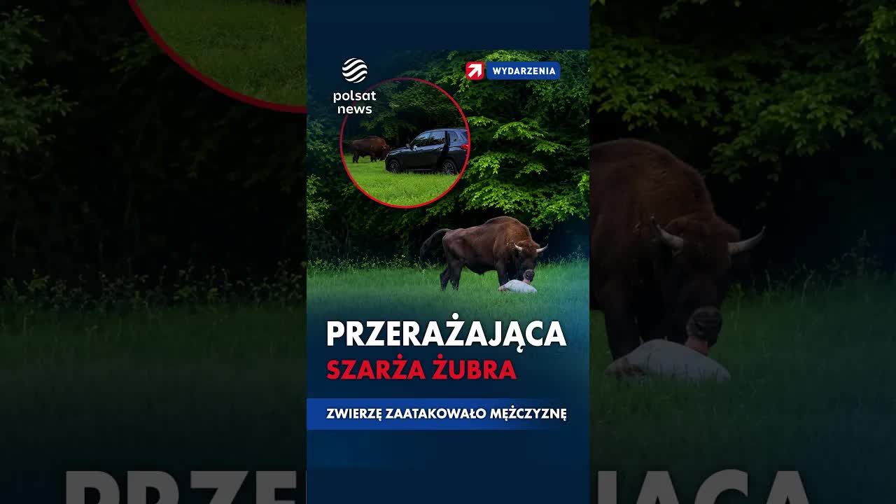 Atak żubra w Puszczy Białowieskiej