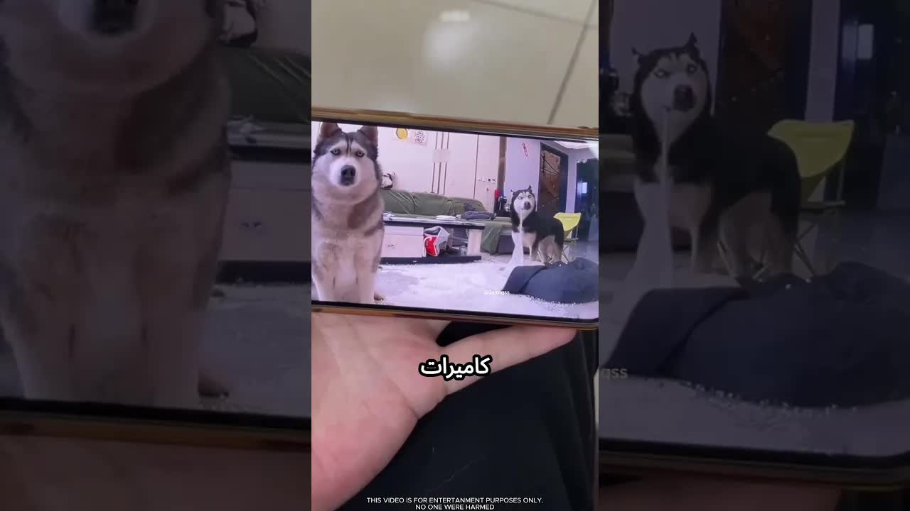 رجل يضع كاميرات لمراقبة كلابه