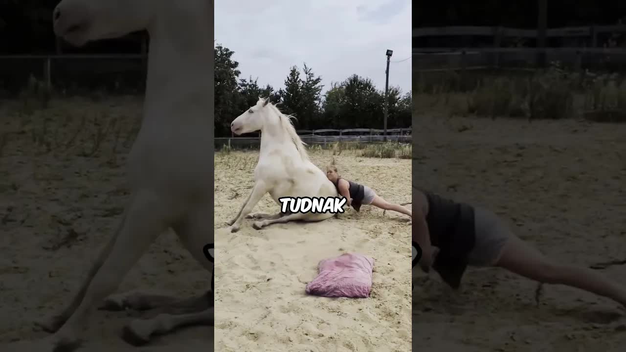 Miért ülnek le a lovak?