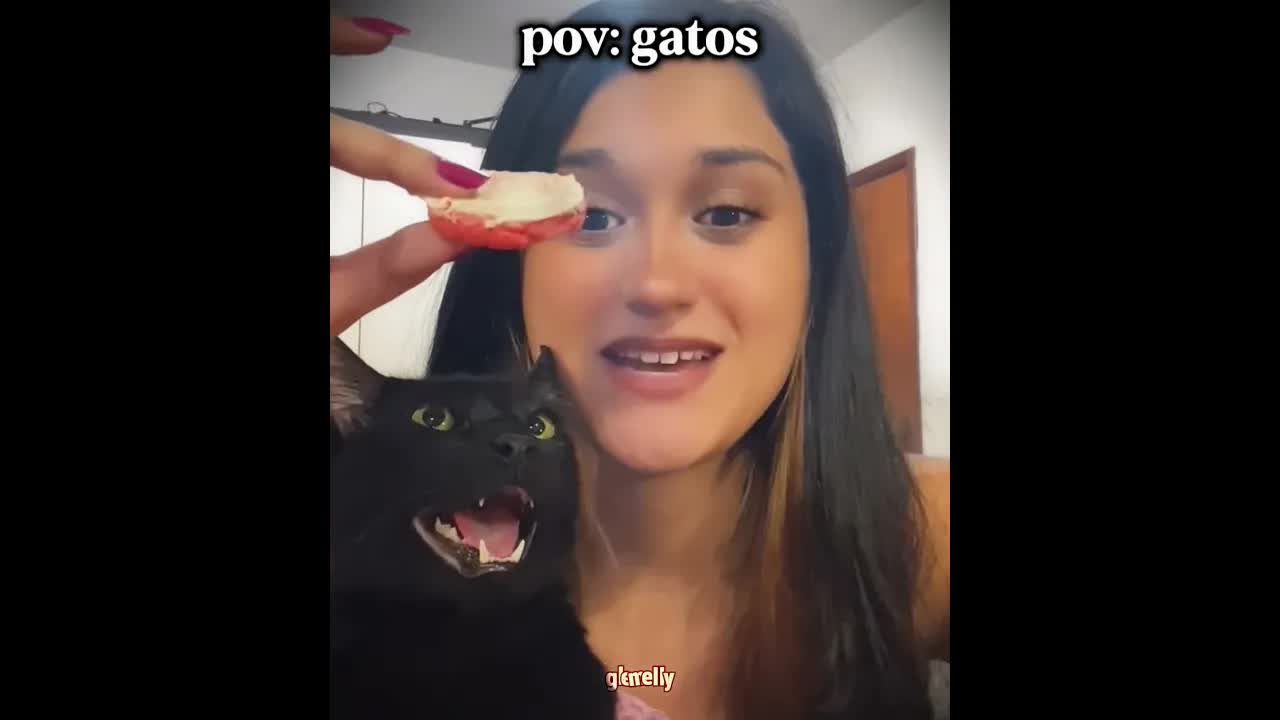 Reações inesperadas de gatos em momentos divertidos