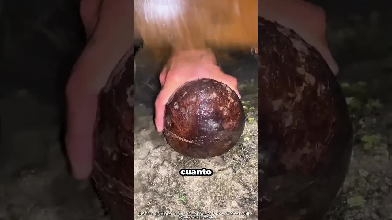Encuentra un pez globo en un coco
