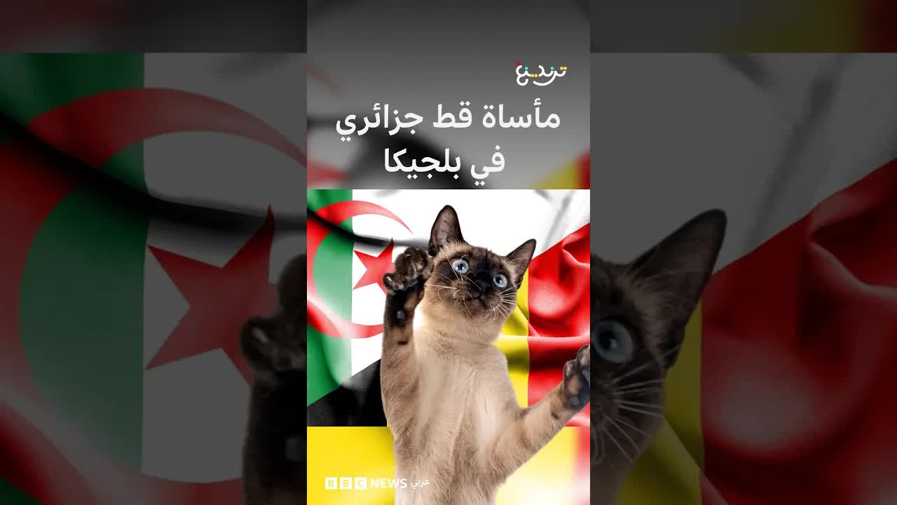 معركة روبير القط الجزائري في بلجيكا