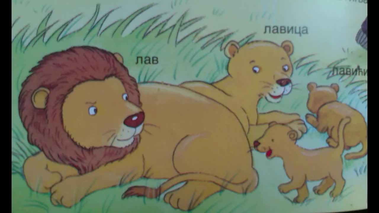 Koje su divlje životinje i gde žive?