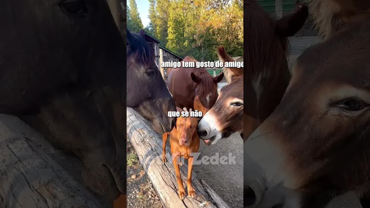 Animais que entendem nossos sentimentos