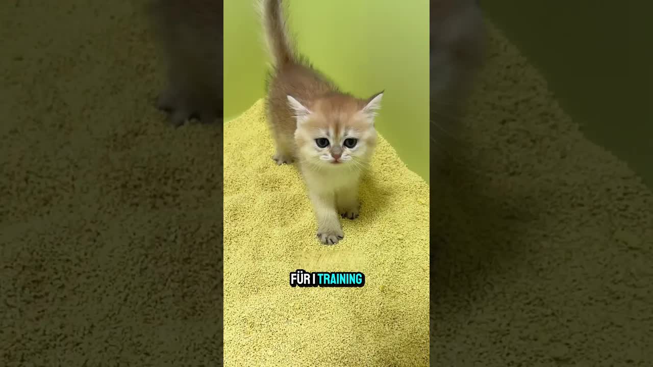 Kätzchen lernt die Katzentoilette – mit Mama Hilfe