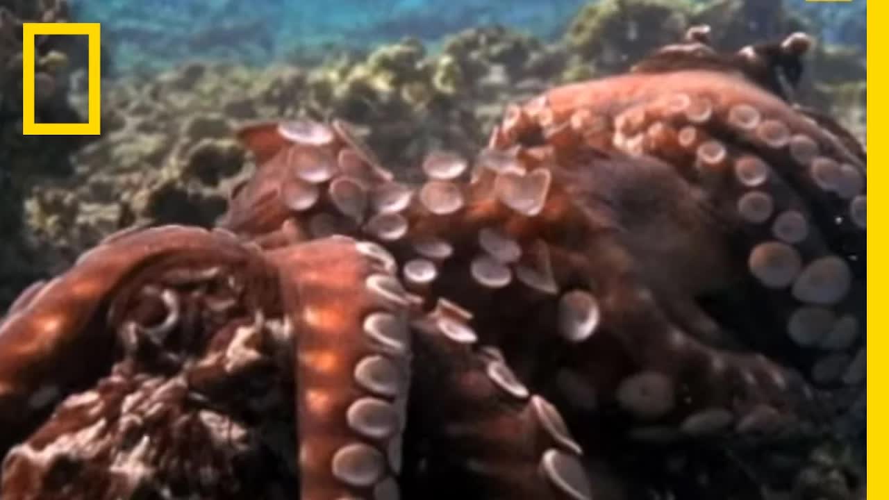 Octopus Mating Behavior Explained