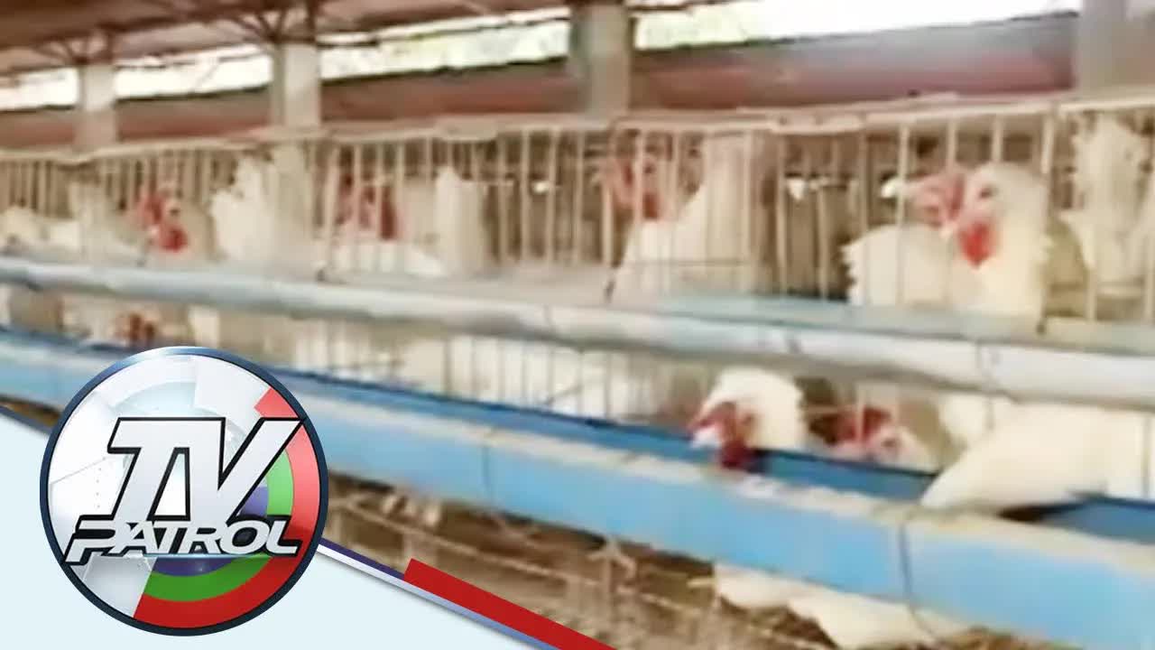 Babala sa salmonella at tamang pagluto ng itlog