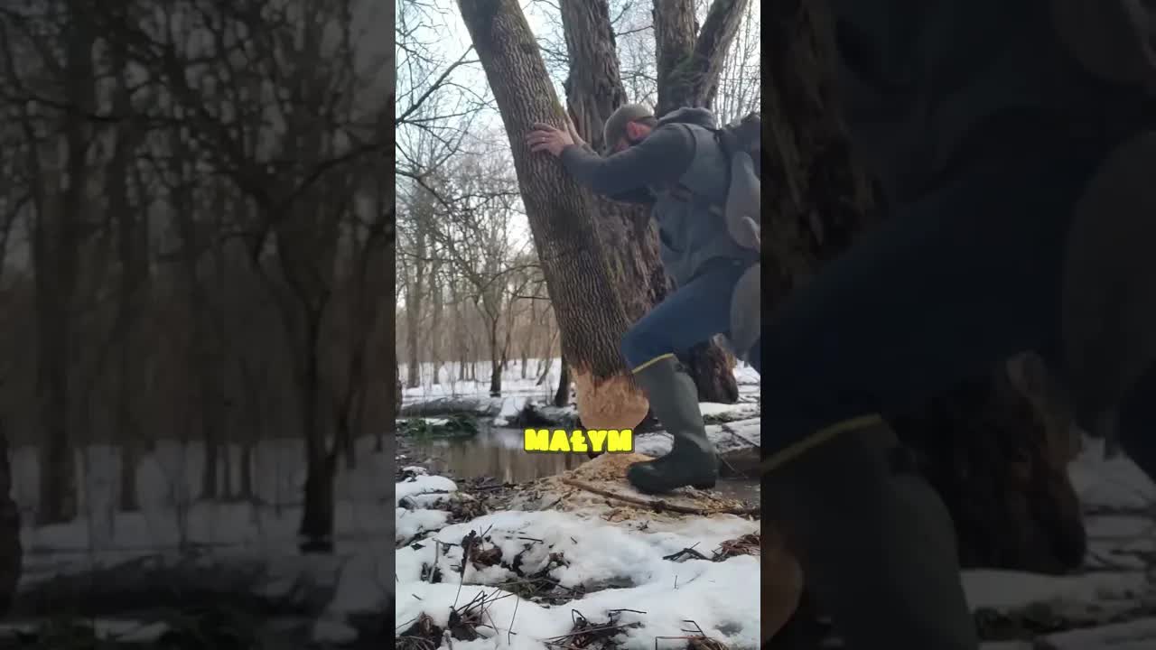 Nigdy nie popychaj drzewa obgryzionego przez bobra