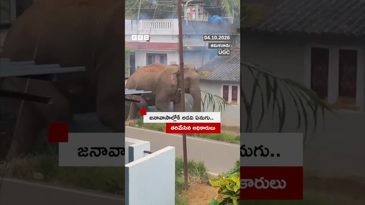 ఆహారం కోసం ఊళ్లోకి వచ్చిన ఏనుగు పరిస్థితి