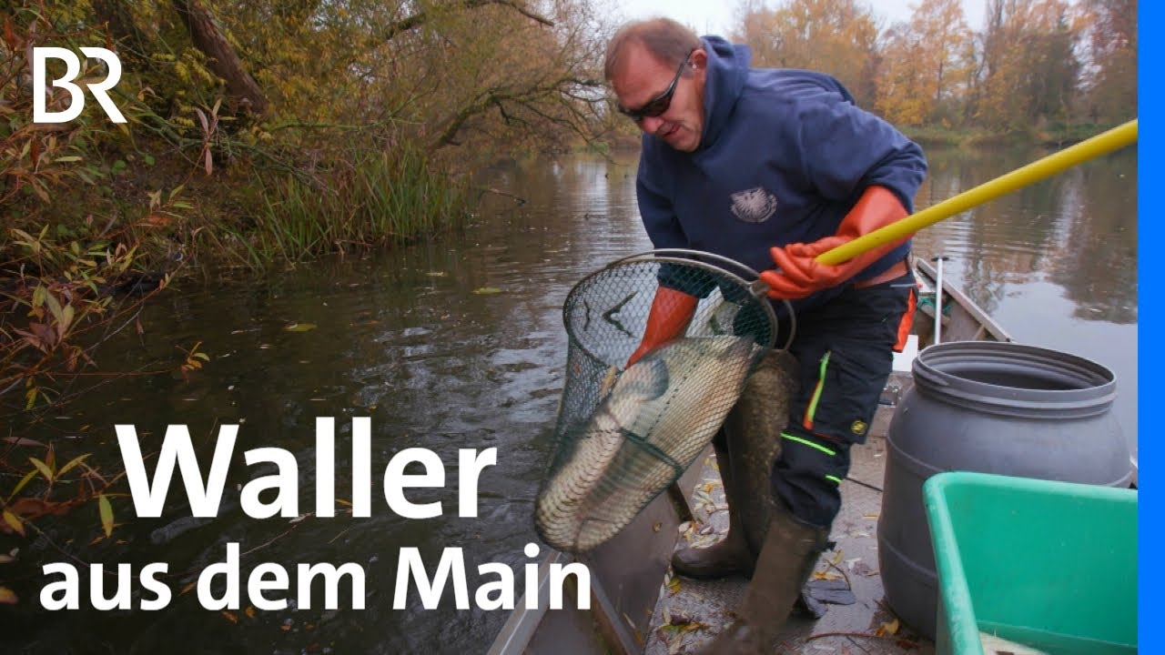 Wallerfischen und Räuchern am Main