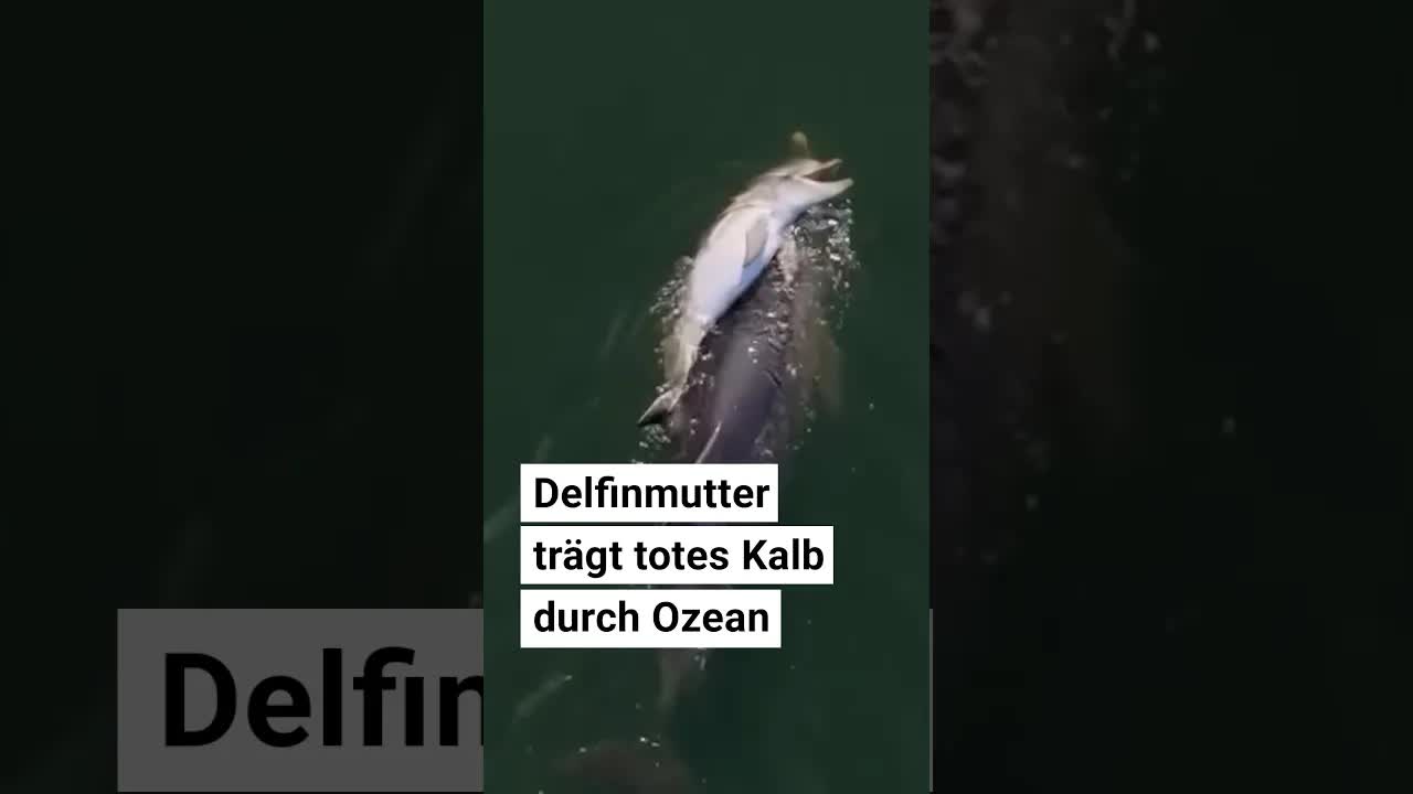 Delfinmutter trauert um verstorbenes Kalb