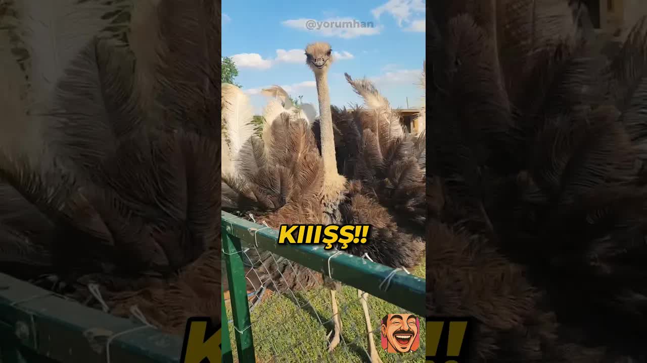Mustafa'nın Evcil Dinozorla Zorlu İmtihanı