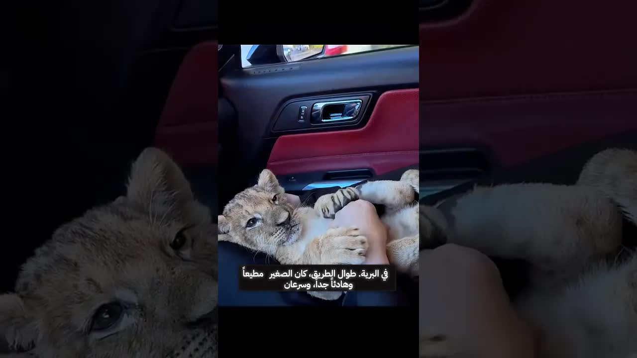قصة شبل أسد أنقذه رجل من الشارع