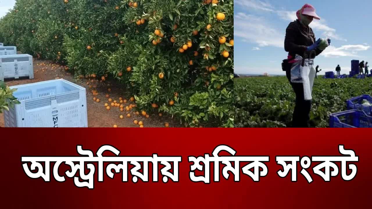 অস্ট্রেলিয়ায় শ্রমিক সংকট ও বেতনের প্রলোভন