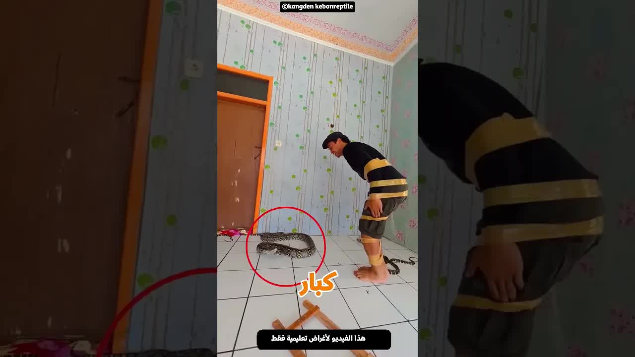 لعبة السلم والثعبان مع ثعابين حقيقية