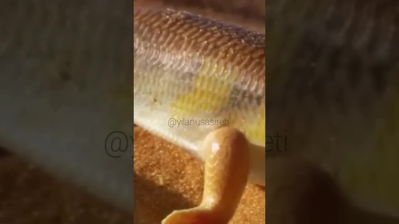 Kumsal Yılanının Kumda Kaybolma Anı