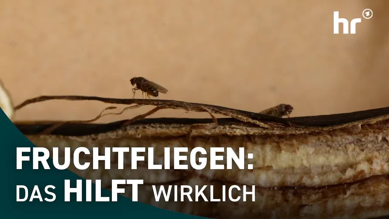 Fruchtfliegen: Ursachen und einfache Fallen