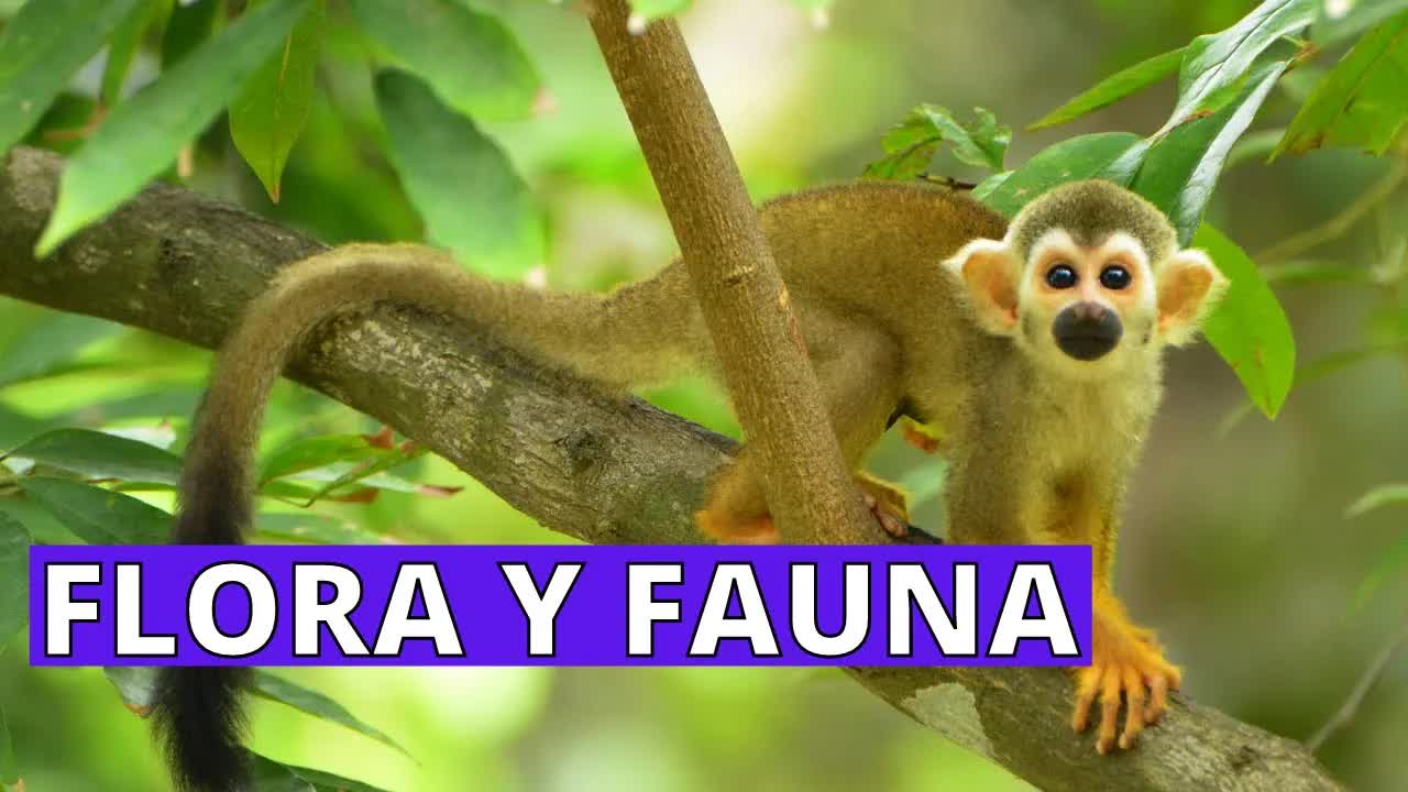 Qué son la flora y la fauna, sus tipos y ejemplos