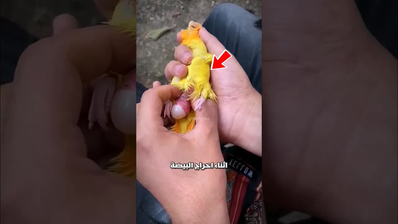 لماذا يستخرج البيض من ببغاء؟