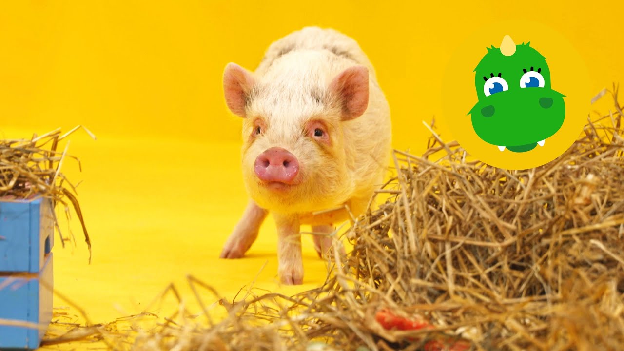 Bolibompa Mini: Dörrar, grisar och bubblor