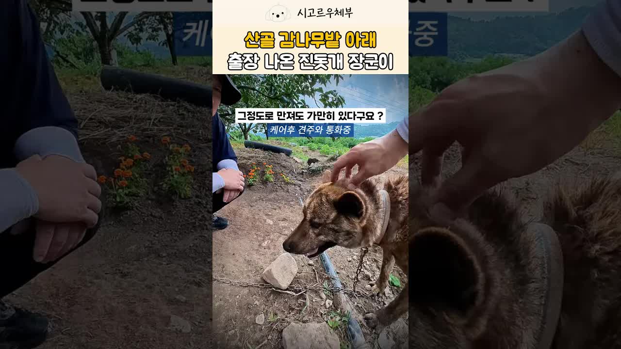 장군이의 하루: 농장견 케어 이야기