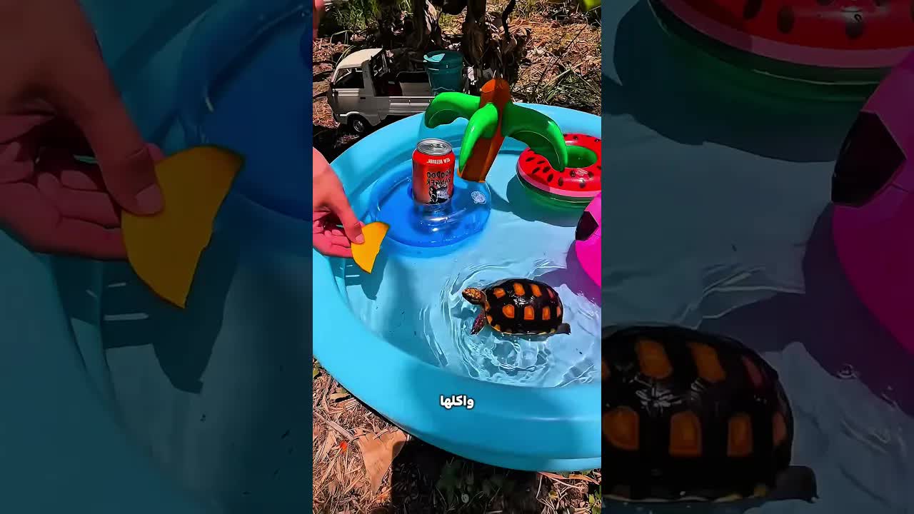 السلحفاة راحت المدرسة واتكانت جوعانة