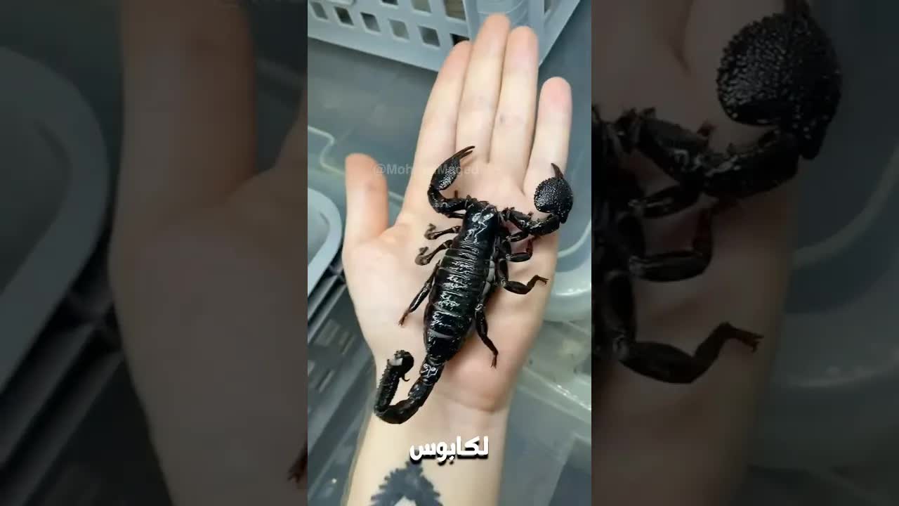 أغرب 5 مزارع حيوانات في العالم