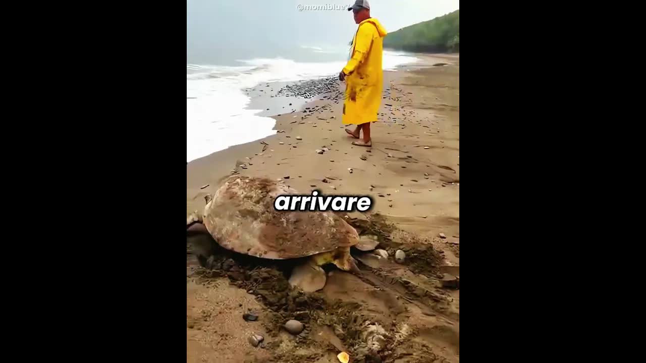 La tartaruga sepolta salvata e riportata in mare
