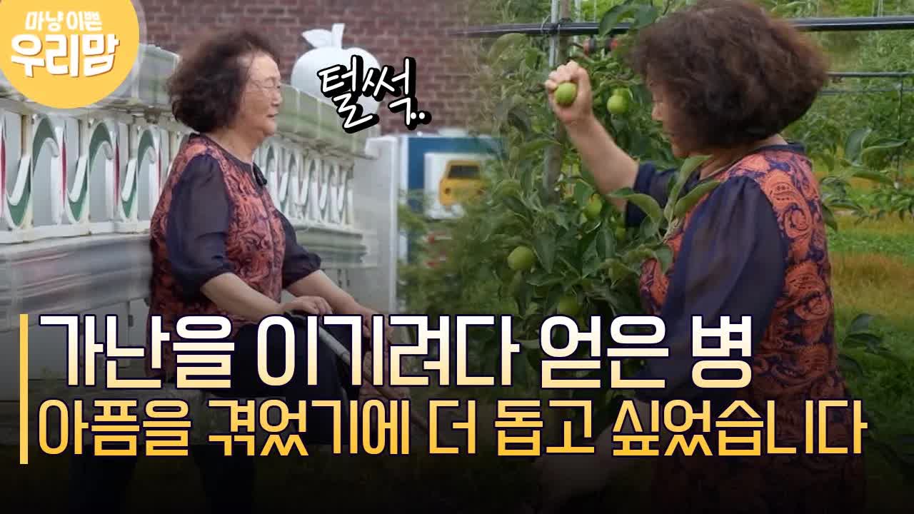 다리 아픈 엄마, 친구의 사과밭을 찾아