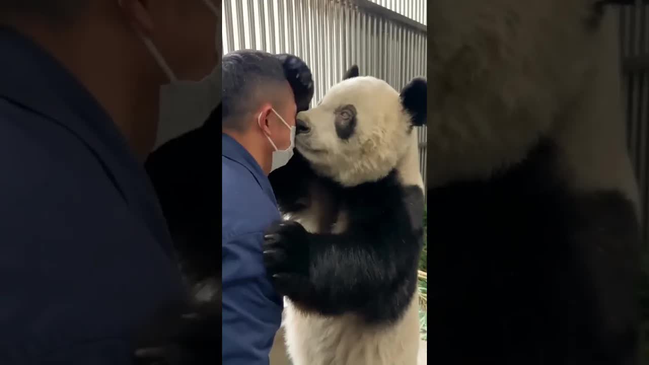 大熊貓阿烏中秋節落淚感人瞬間