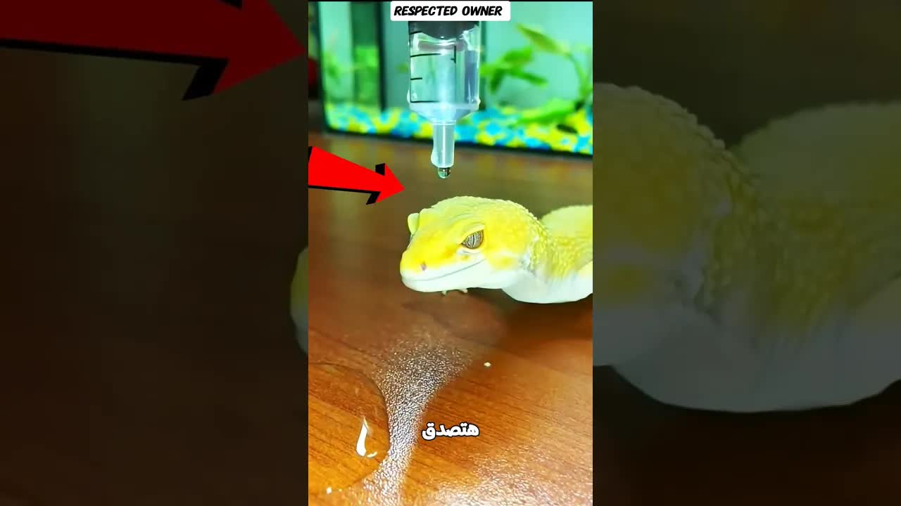 حرباية غريبة تطرد الماء بنفسها