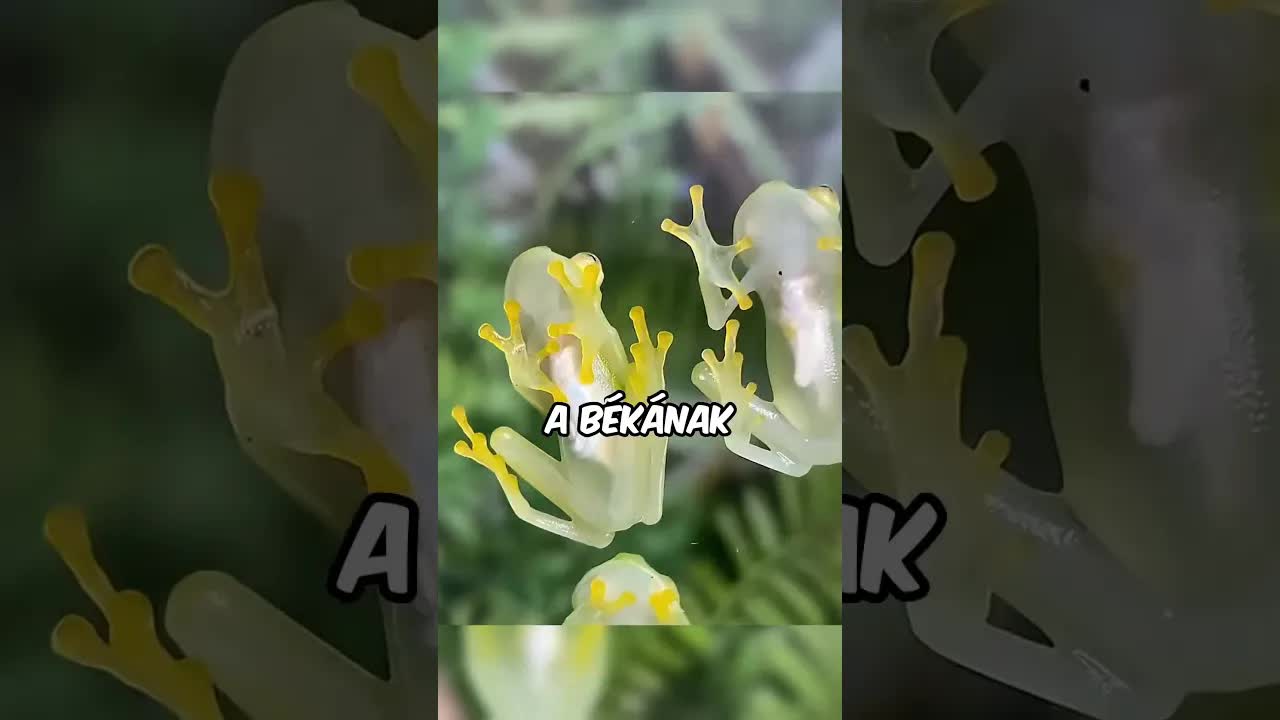 4 olyan állat, amit nem hiszel el