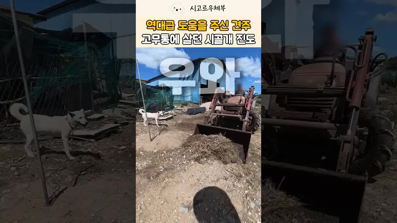 버려진 진도견 새 집 마련하기