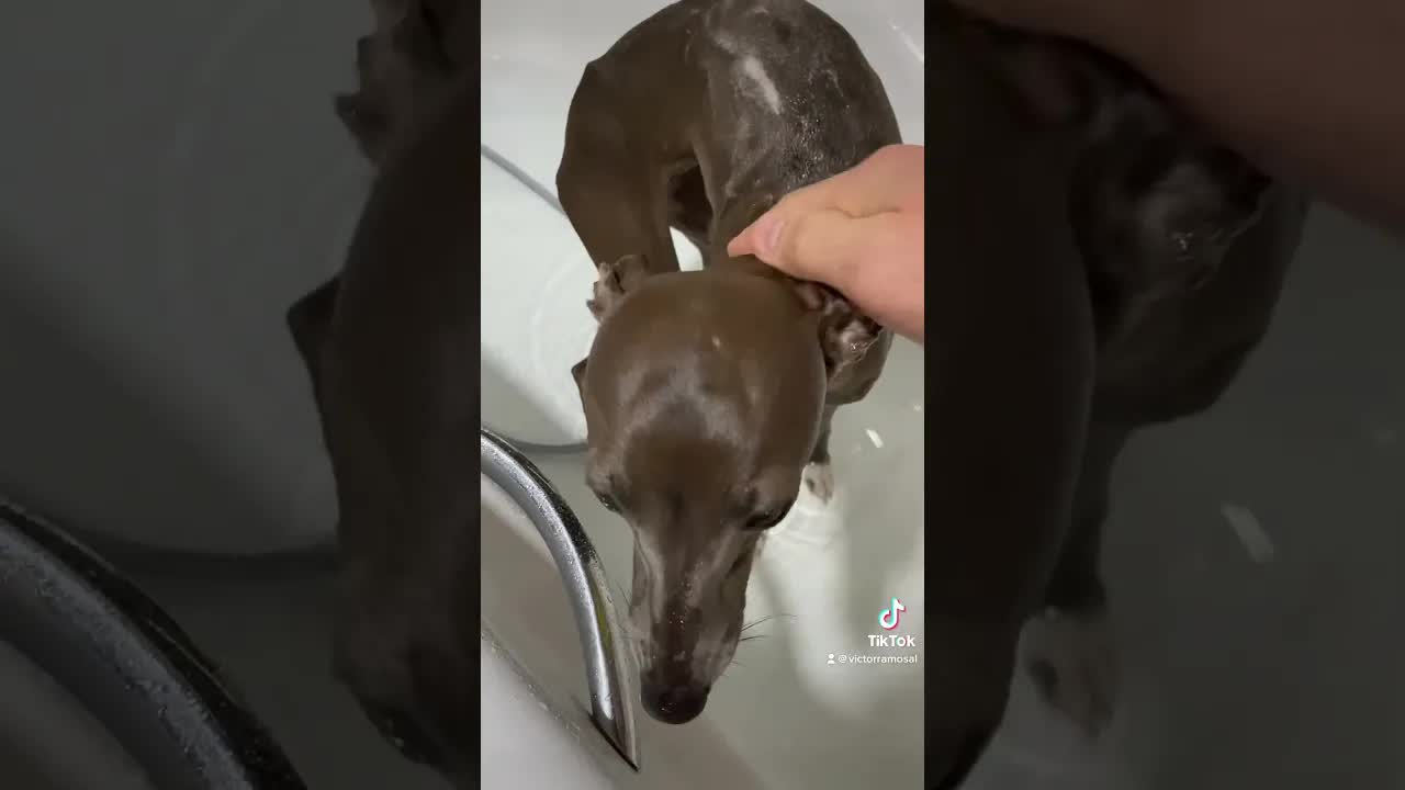 bañando a Bimba, la galguita muy limpita