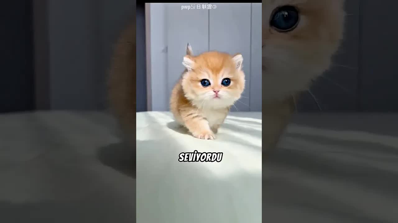 Kızına Hediye Edilen Tatlı Kedinin Günlüğü
