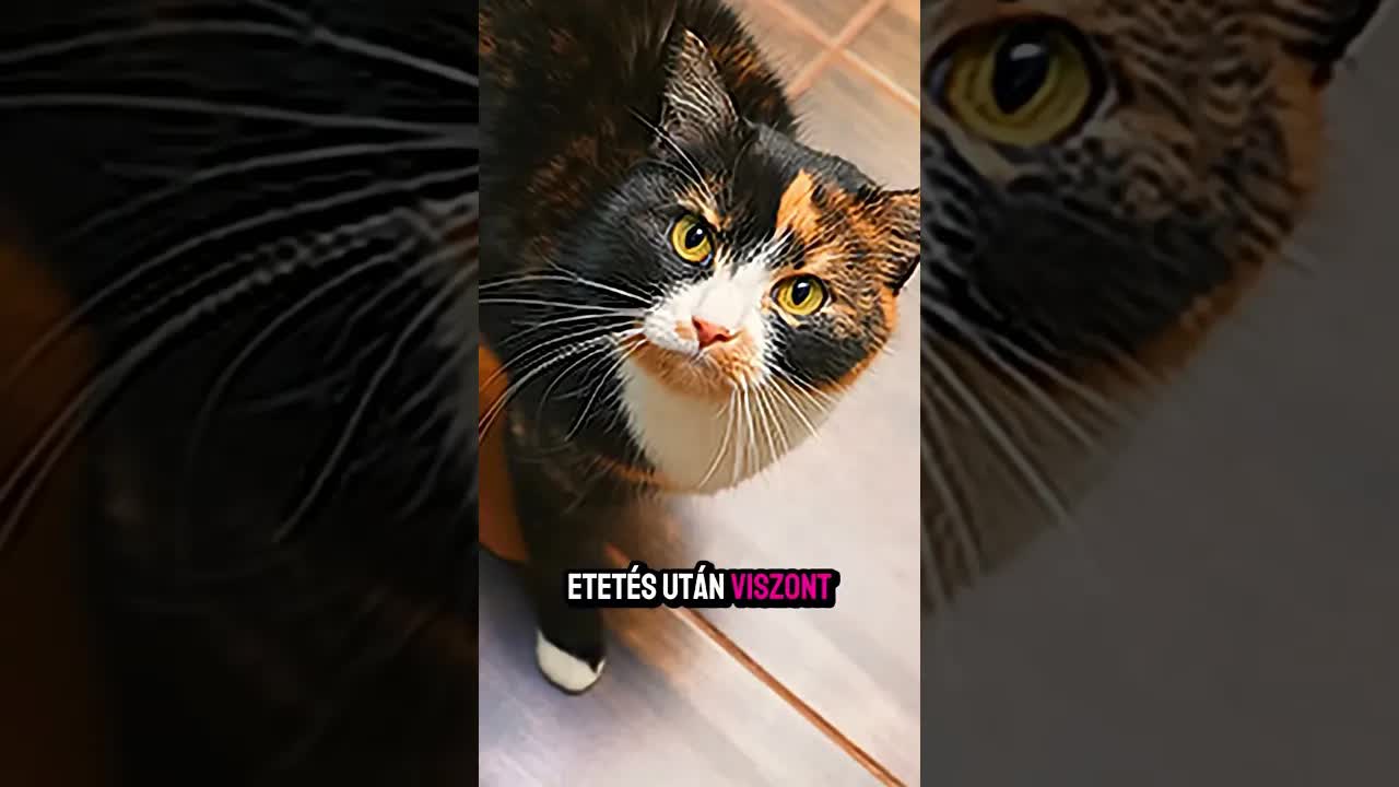 Miért követ a cicád mindenhova?