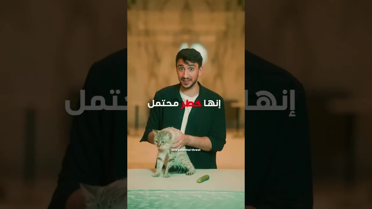 لماذا تخاف القطط من الخيار؟