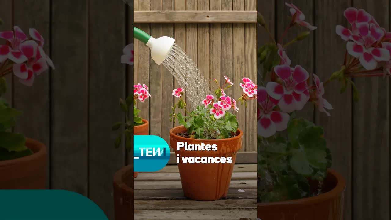 Com cuidar les plantes durant les vacances