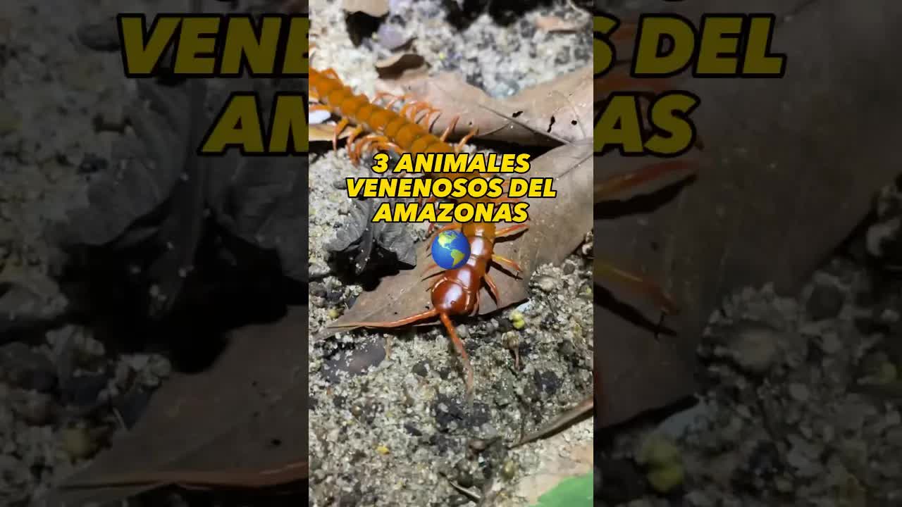 Tres animales venenosos del Amazonas