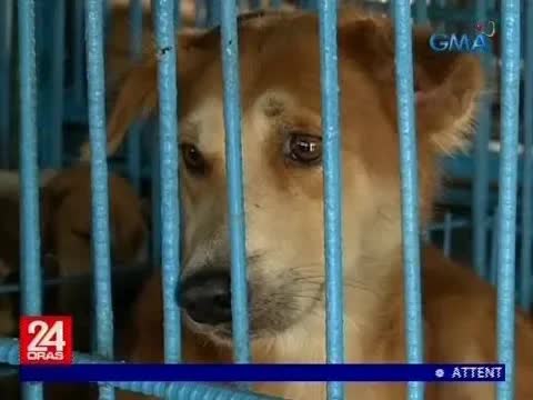 Pagligtas sa asong gala mula sa mercy killing
