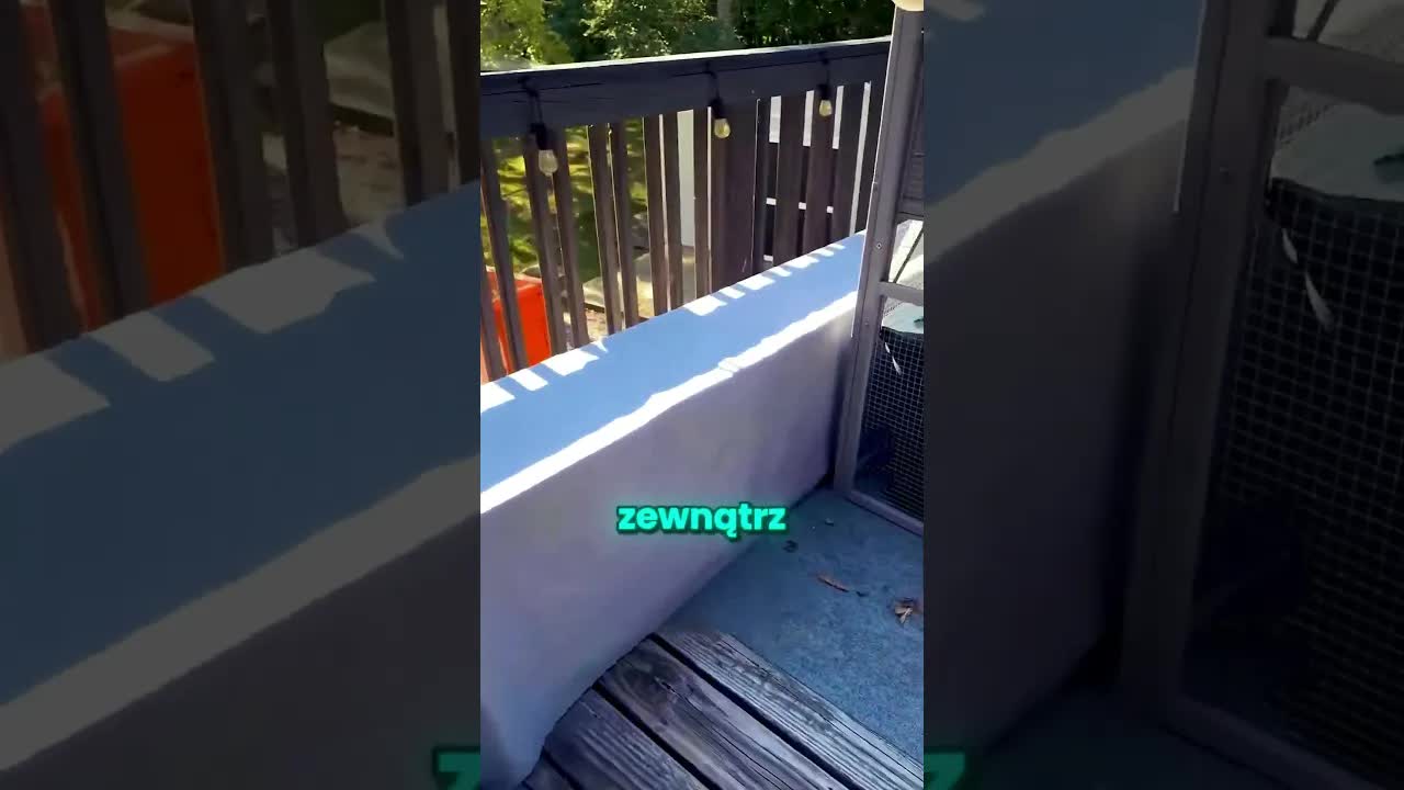 Kot odkrywa tajny tunel do swojego nowego domku