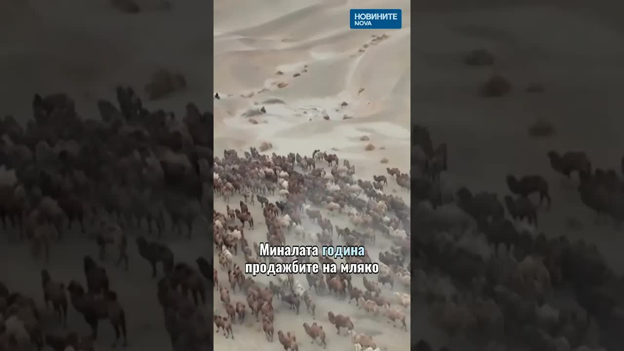 Успешен бизнес с камилско мляко в пустинята Гоби