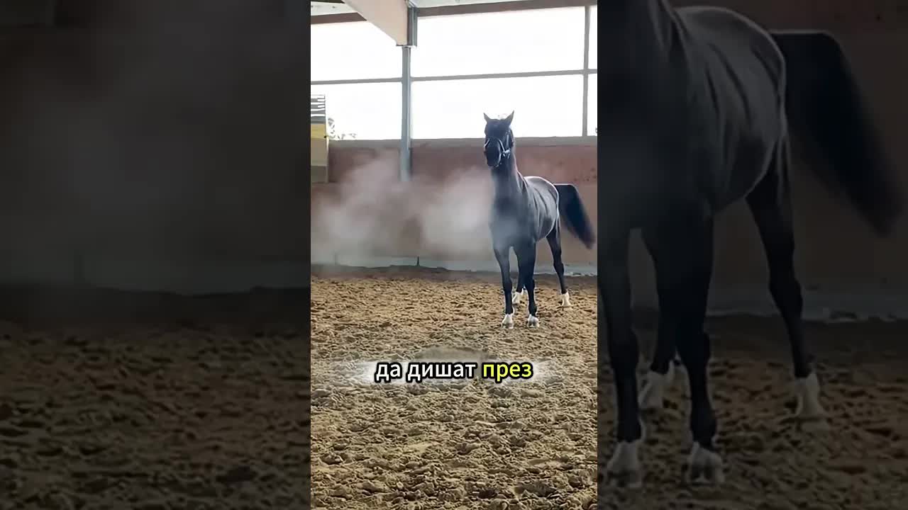 Защо жената сложи ръце в носа на коня?