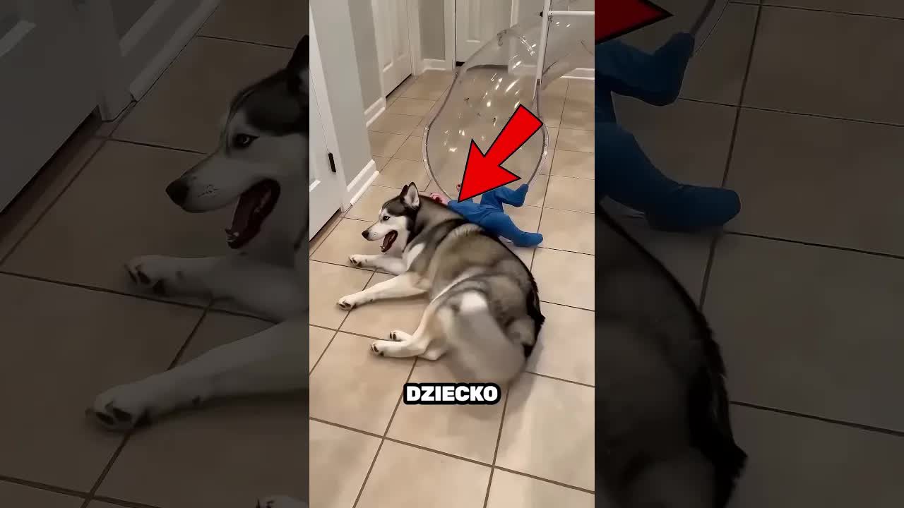 Piesek próbował uratować dziecko na zjeżdżalni