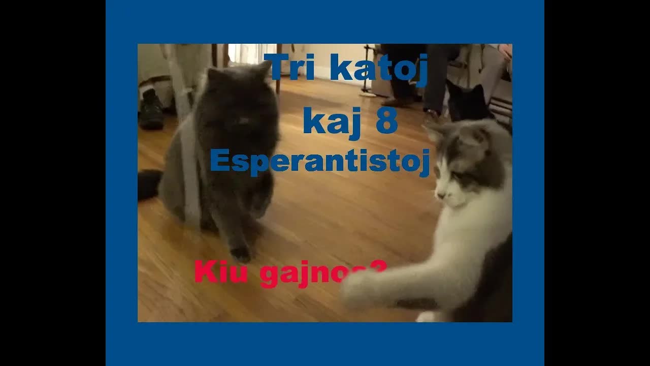 Katoj dum Esperanto kluba vespero