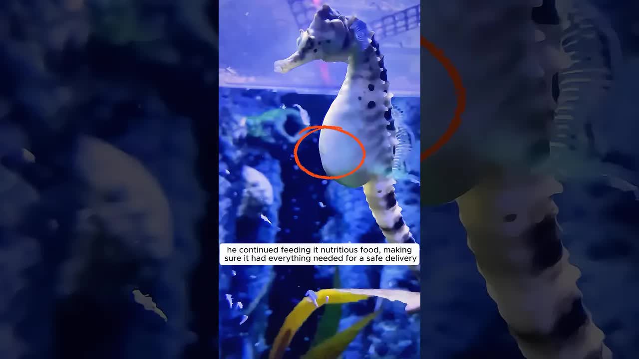 Rescuing A Seahorse And Finding Love
