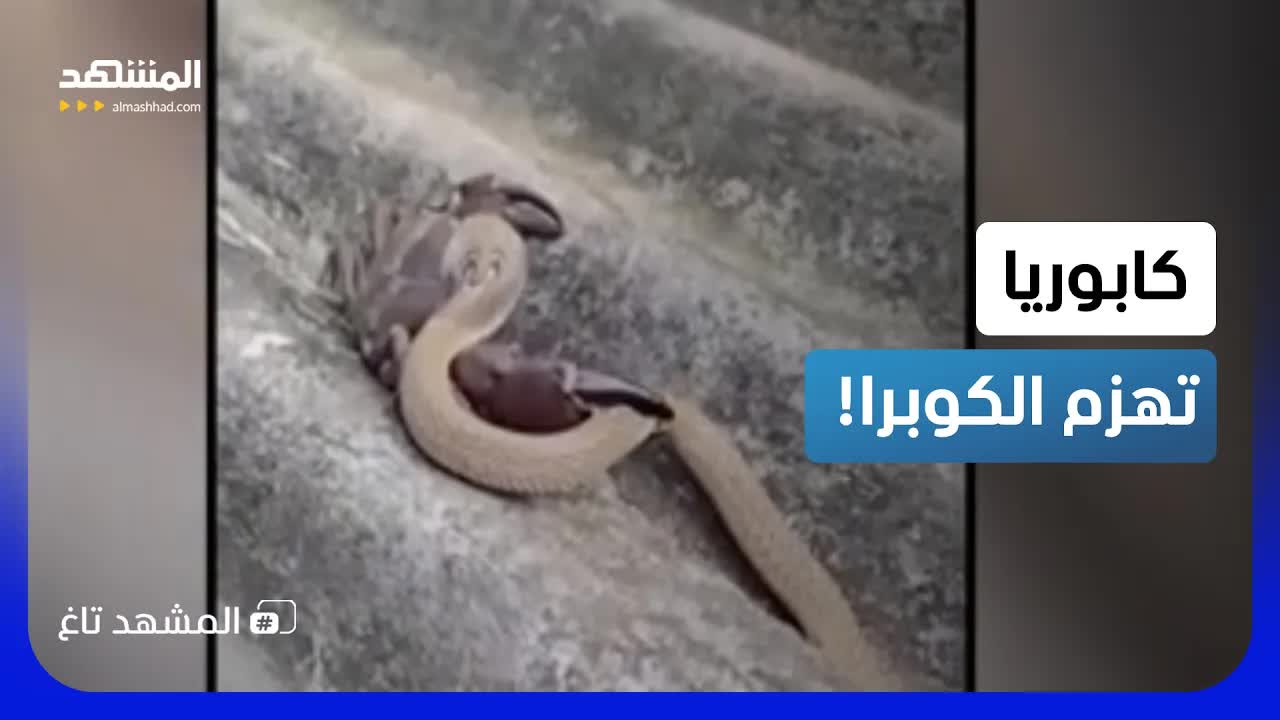 كابوريا تتحدى الكوبرا في مواجهة نادرة