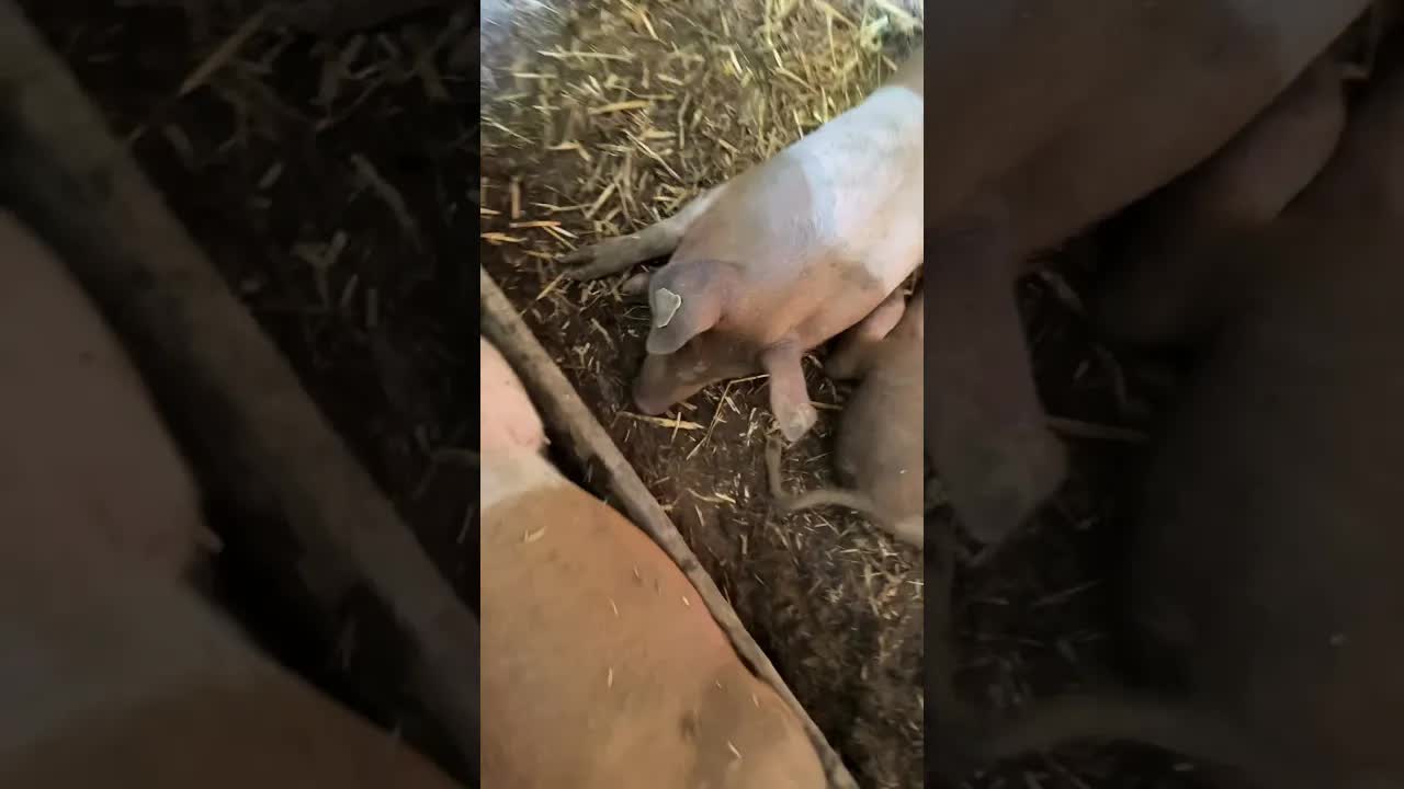 Ausflug zum Sonnenhof bei Stuttgart