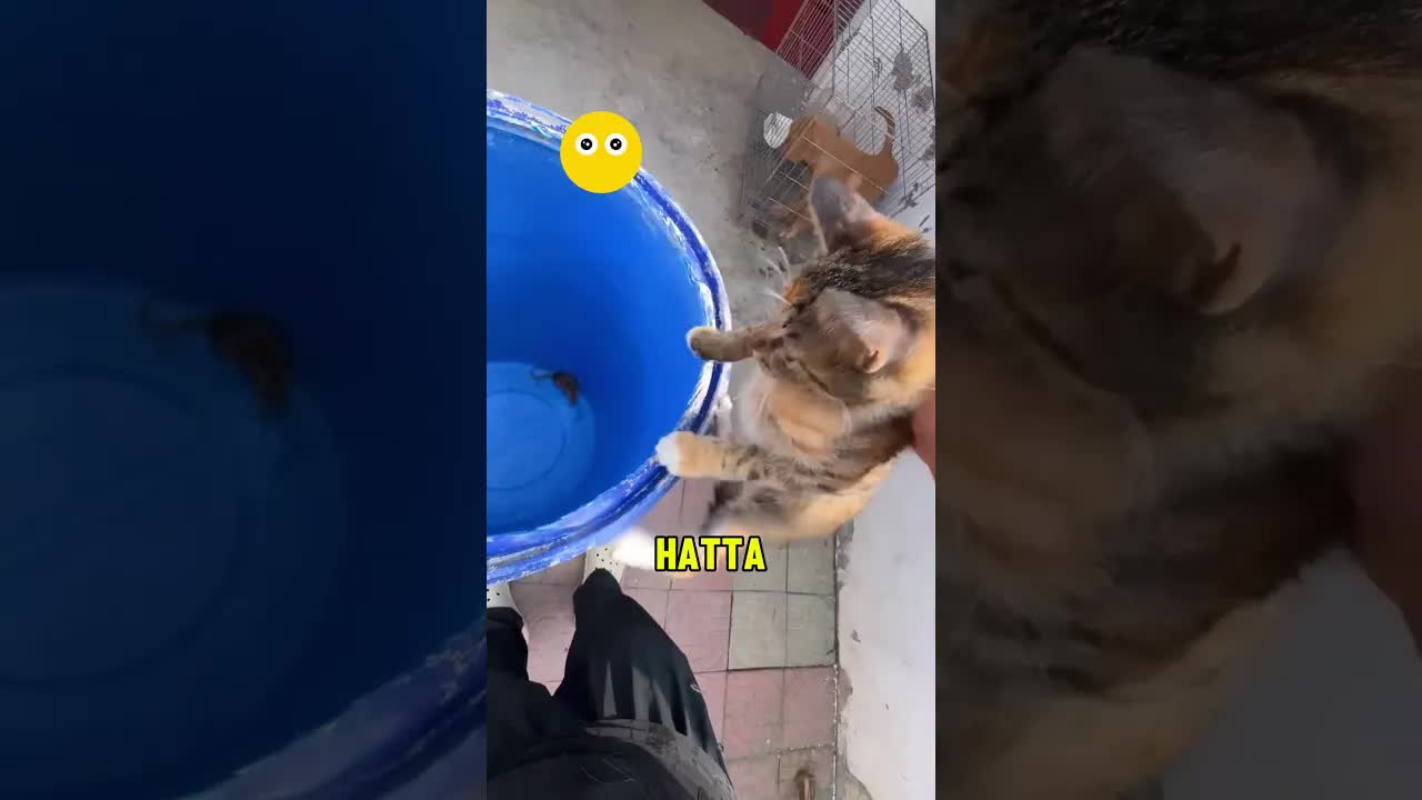 Kedilerin Fareyi Görünce Korkması